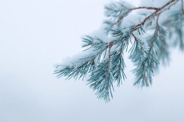 Sparkling winter scene with fresh snow clinging to a blue spruce branch, offering a serene and peaceful holiday vibe for greeting cards and seasonal designs