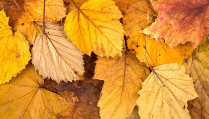 Close-up of fallen autumn leaves, showcasing diverse colors and textures
