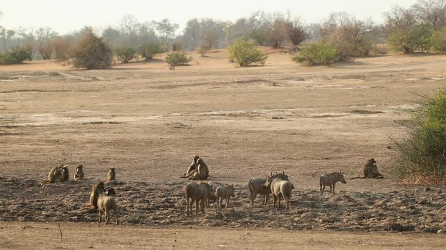 Wide shot of a group of warthogs walking past a troop of chacma baboons which are sitting in the arid landscape of Mana Pools, Zimbabwe,