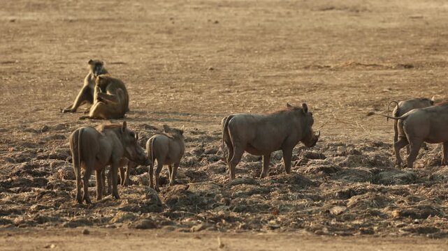 Medium shot of a group of warthogs walking past a troop of baboons which are sitting in the background, Mana Pools Zimbabwe.