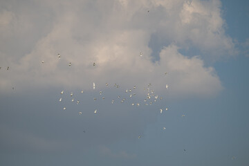 A flock of white birds soaring freely against a dramatic, pale blue and overcast sky with soft, scattered clouds.