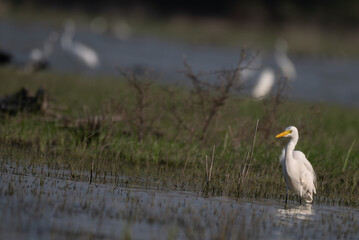 A beautiful great egret wading gracefully in shallow marsh water, hunting for prey with its long yellow bill .