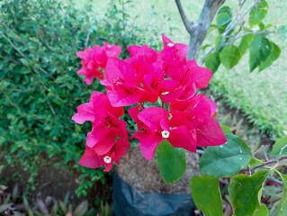 Vibrant Pink Bougainvillea Flower Bracts and Green Foliage Close-up