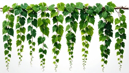Lush green vine with heart-shaped leaves, isolated