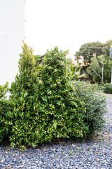 Home garden with decorative trees. Home and garden concept