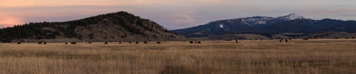 Bison at Sunset at Grand Teton National Park