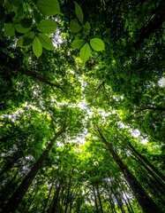 Obraz premium Lush green forest canopy