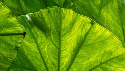 Lush green leaves with intricate patterns