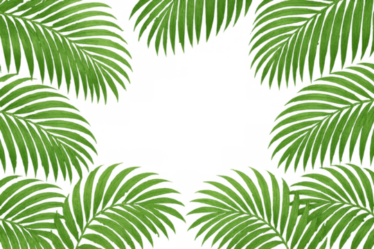 Green tropical palm leaves framing transparent background, natural exotic summer border for design elements - Powered by Adobe