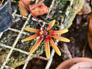 Close-up of a rare Bulbophyllum orchid flower with elongated yellow-brown sepals, blooming in a tropical greenhouse environment, soft natural light.