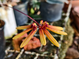 Close-up of a rare Bulbophyllum orchid flower with elongated yellow-brown sepals, blooming in a tropical greenhouse environment, soft natural light.