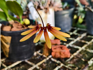 Close-up of a rare Bulbophyllum orchid flower with elongated yellow-brown sepals, blooming in a tropical greenhouse environment, soft natural light.