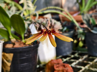 Close-up of a rare Bulbophyllum orchid flower with elongated yellow-brown sepals, blooming in a tropical greenhouse environment, soft natural light.