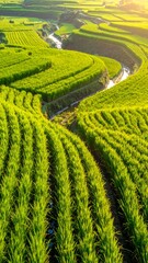 Lush green rice paddies terraced landscape