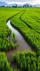 Lush green rice paddy field with a winding canal
