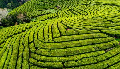 Lush green tea plantation terraces