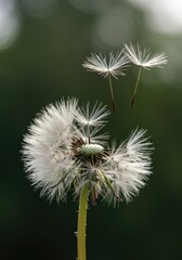 Fototapeta premium Delicate dandelion pappus seeds floating freely through the air in a natural outdoor setting on a sunny day, symbolizing hope and fragility ,fragility ,summer ,macro