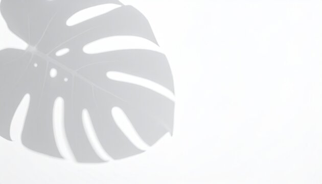 Monstera leaf shadow, soft gray on white