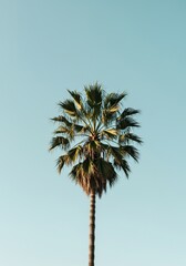 A single elegant palm tree stands tall against a serene, clear sky, symbolizing a tranquil tropical escape and natural refuge ,tree ,ecosystem ,paradise