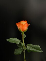 decaying orange rose on black