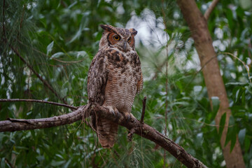 Great Horned Owl