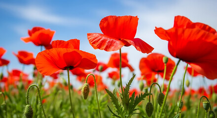 Obraz premium red poppy flowers