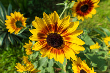 Bright and Beautiful Sunflower Bloom in Full View