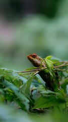 Wildlife macro closeup of a small green frog, lizard, and insect on a leaf, encompassing fauna, nature, and summer elements