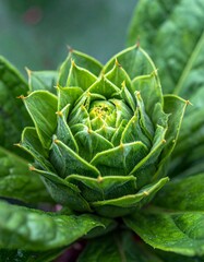 A green, tightly packed plant bud emerges, with pointed leaf tips and lush surrounding greenery