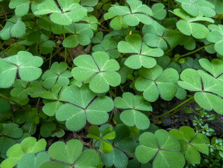 Obraz premium The clover leaves are heart-shaped, growing densely with a fresh green color on the surface of the soil.