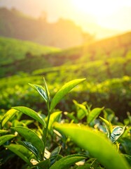 Lush tea leaves bathed in sunrise light