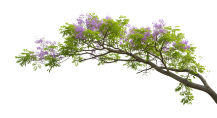 Jacaranda tree branch, purple flowers, green leaves, nature growth.