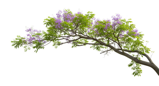 Jacaranda tree branch, purple flowers, green leaves, nature growth. - Powered by Adobe
