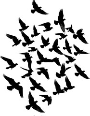 A group of dark birds in flight against a white background, arranged in a clustered, scattered formation