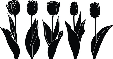 Tulip flower silhouette, botanical vector art, floral design elements, nature illustration, garden decor concept, cad drawing flat vector illustration
