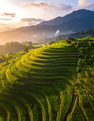Lush terraced rice paddies at sunrise