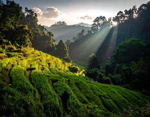 Lush terraced rice paddies bathed in sunrise light