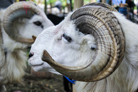 portrait of a goat