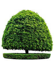 Lush topiary tree on a circular base