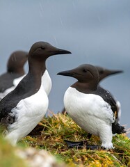 A group of seabirds with black heads and white bellies standing on grassy ground during a rain shower