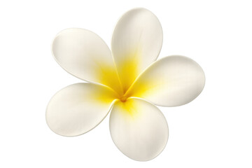 Naklejka premium Plumeria tropical flower with white petals and yellow center, symbolizing beauty, spa, and relaxation, transparent background