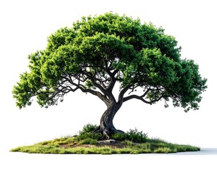 Lush tree on grassy mound