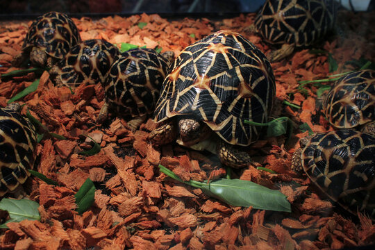 Eastern box turtle