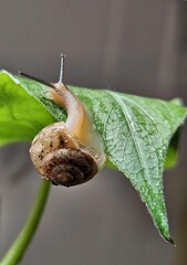 A snail crawls slowly across a bright green sweet potato leaf, highlighting its spiral shell and the texture of the leaf with dewdrops.