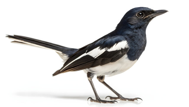 Oriental magpie robin bird isolated on white