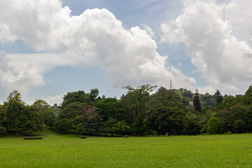 Manicured Green Lawn Sloping Up to a Dense Tropical Forest Edge