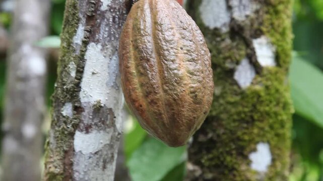 Videoclip: Besuch auf einer Kakaoplantage in Costa Rica mit Bl&uuml;te, Frucht und Baum. Neues Sound-design und modifiziertes Bild.