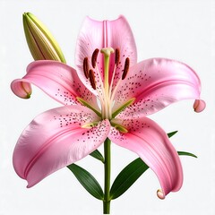 A pink lily with petals speckled with dark spots and bright green leaves on a white background