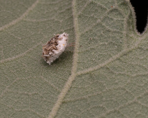 Close up of a Tiny Trash Bug or Green Lacewing Larva on a Rice Paper Plant Leaf