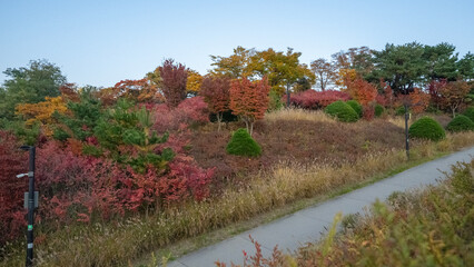 Wonderful autumn colors of the trees in a park in Seoul city